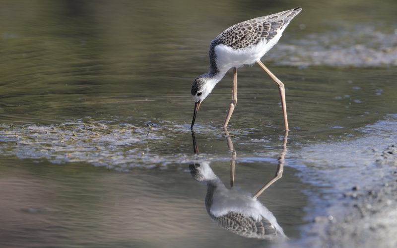 Juvenile of the year Black-winged stilt Himantopus himantopus foraging in shallow water, Ghadira Nature Reserve, Malta, Mediterranean